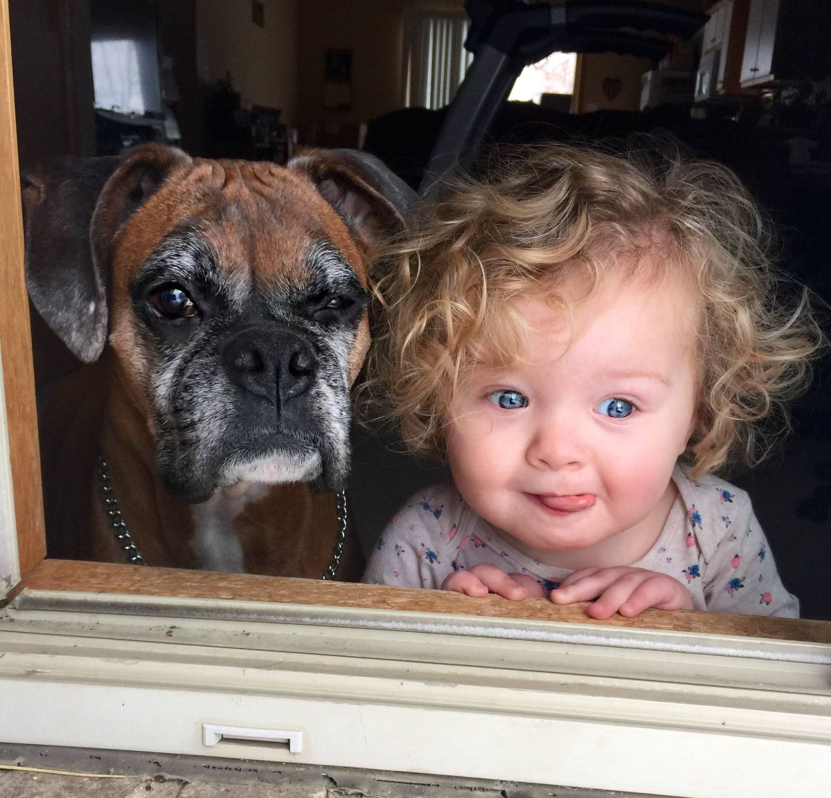 old brown and black dog looking out a window next to a little girl who has her tongue out