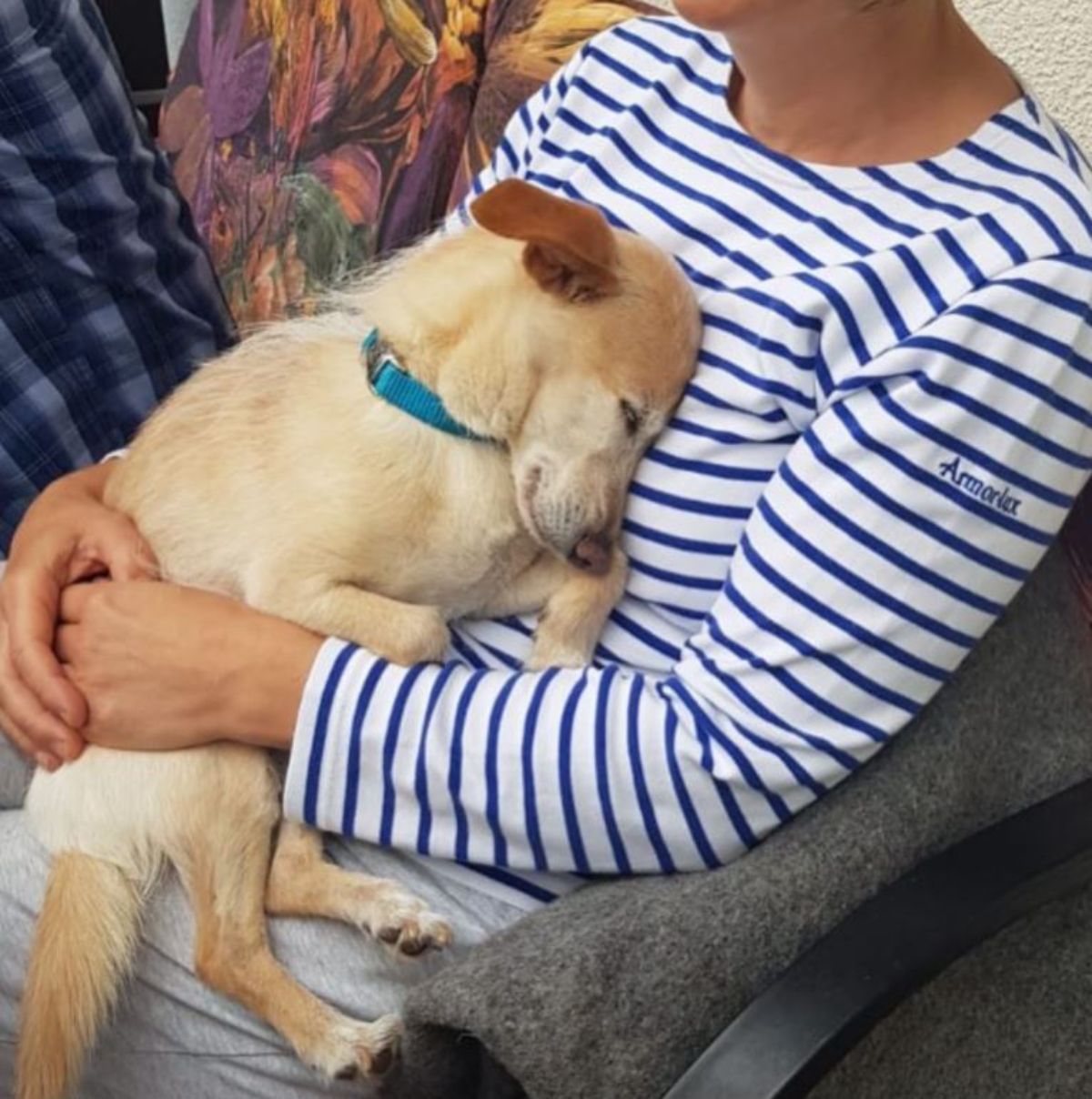 old brown dog laying on a woman's lap and sleeping snuggled into her and she's hugging the dog
