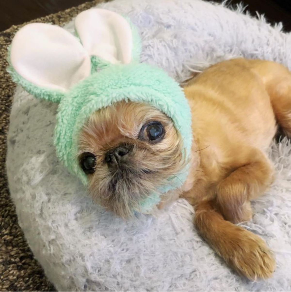 small old brown dog laying sideways on a grey dog bed wearing green and white bunny ears