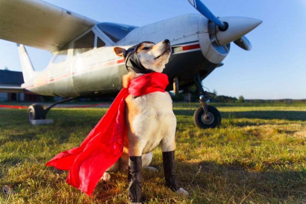 brown and white corgi wearing black band around the head and a red cape and black boots in front of a small plane