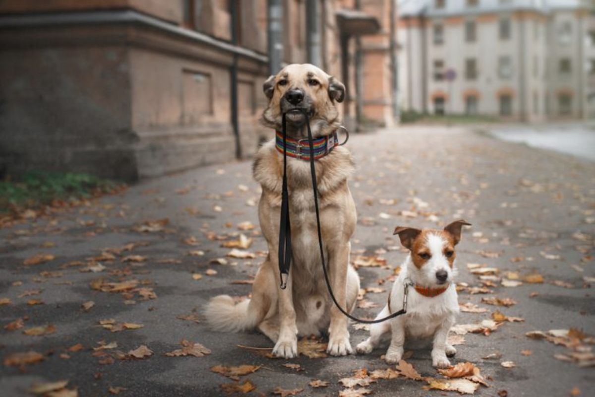 tall brown dog sitting on a road holding the black leash of a small white and brown terrier sitting next to it