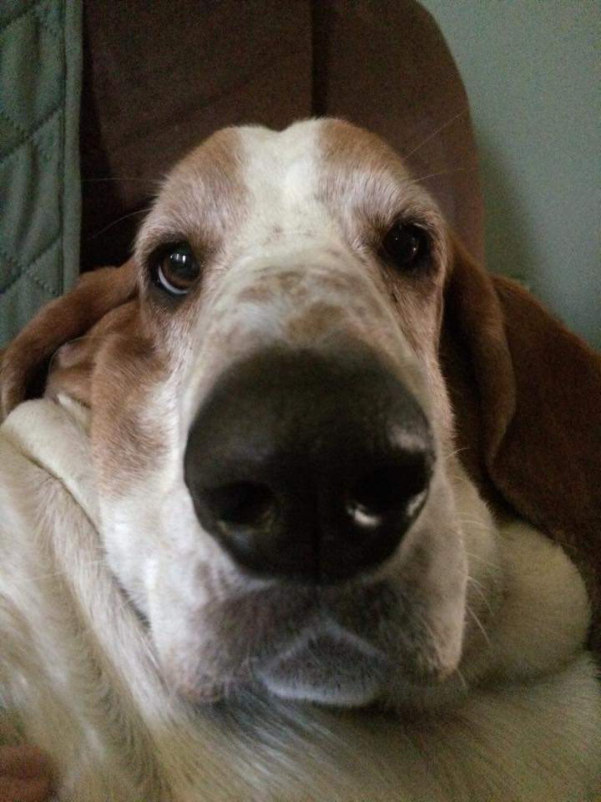 close up of old brown and white hound dog
