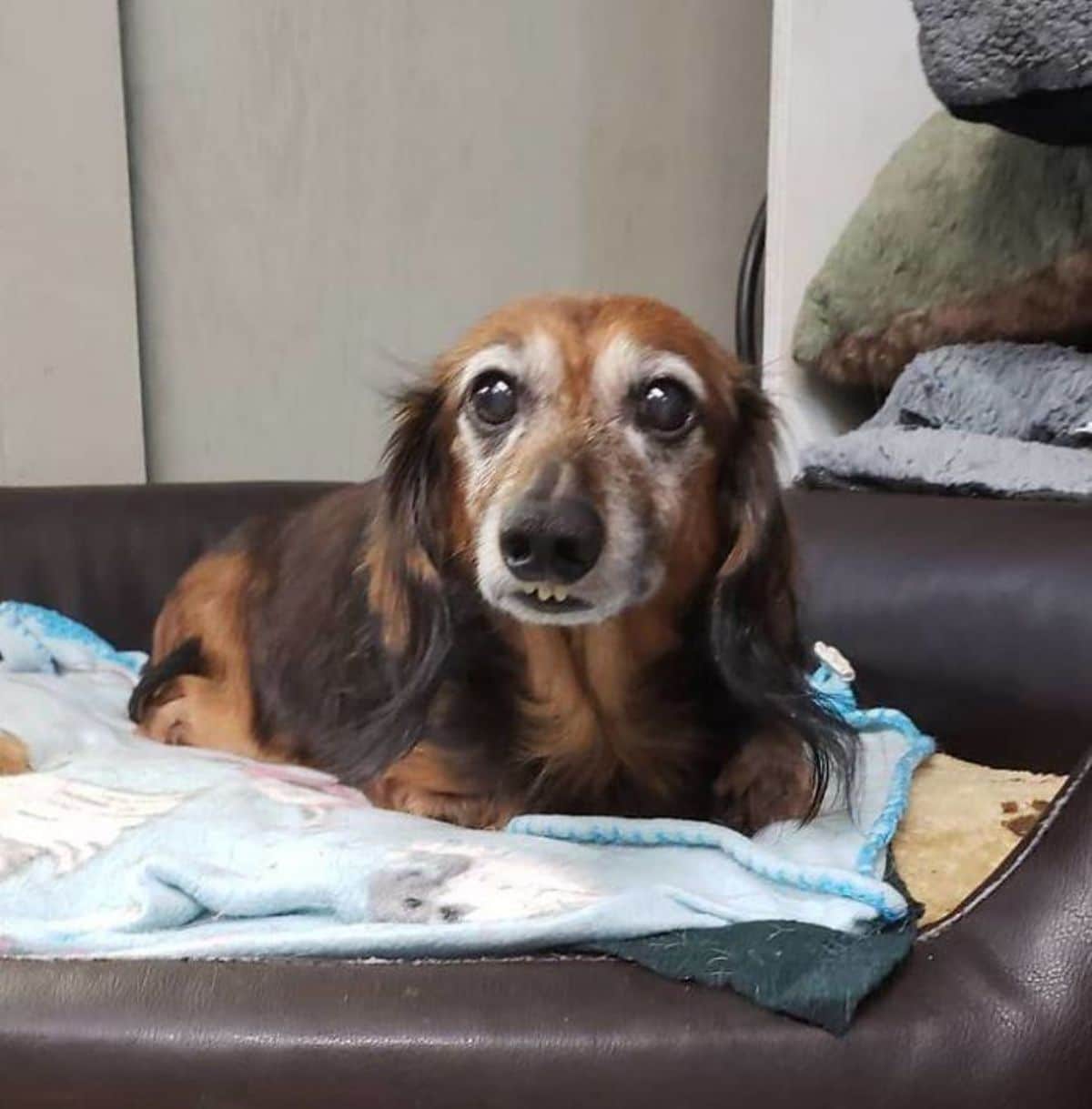 old fluffy brown dachshund with an overbite laying on blue blanket
