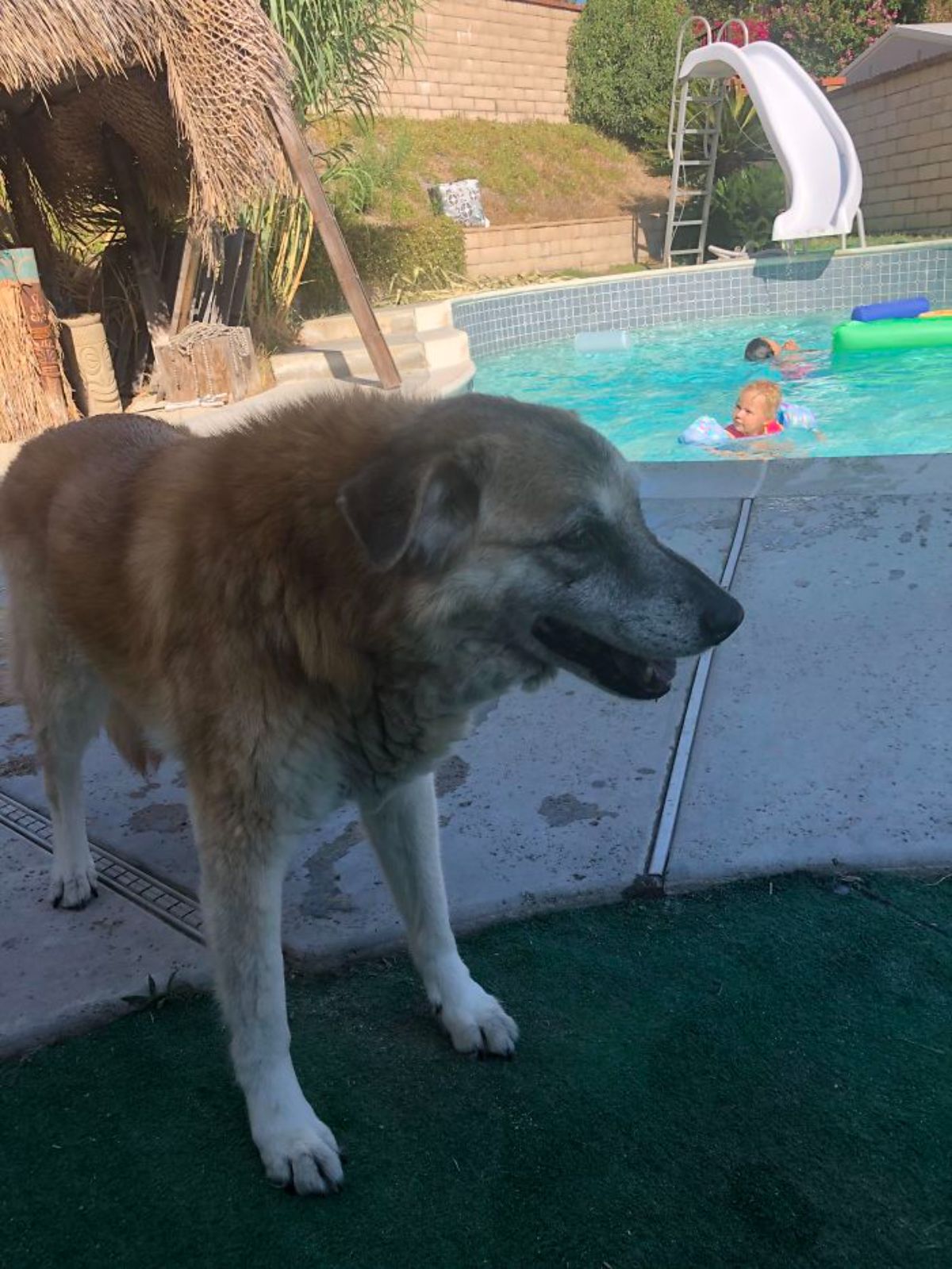 old brown dog standing next to a swimming pool with children swimming