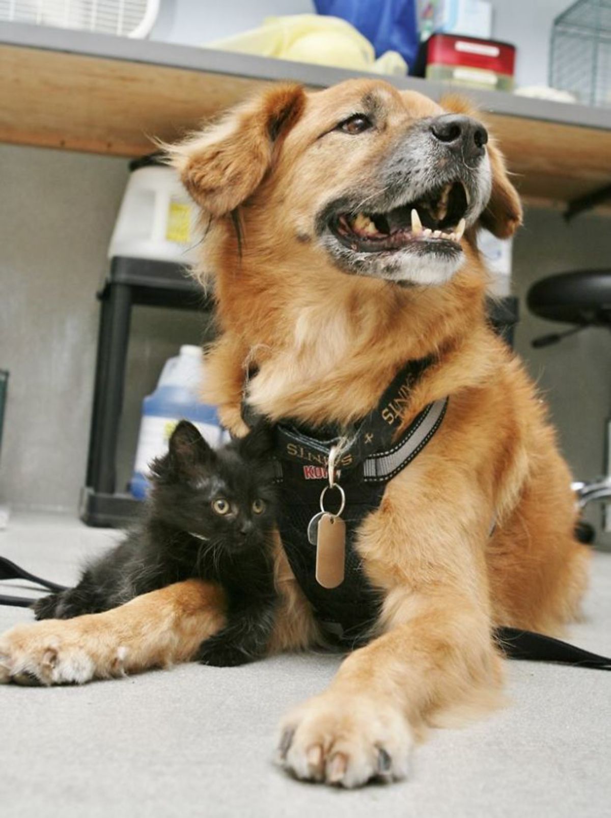 old fluffy brown dog laying on floor with a black kitten hugging one front leg