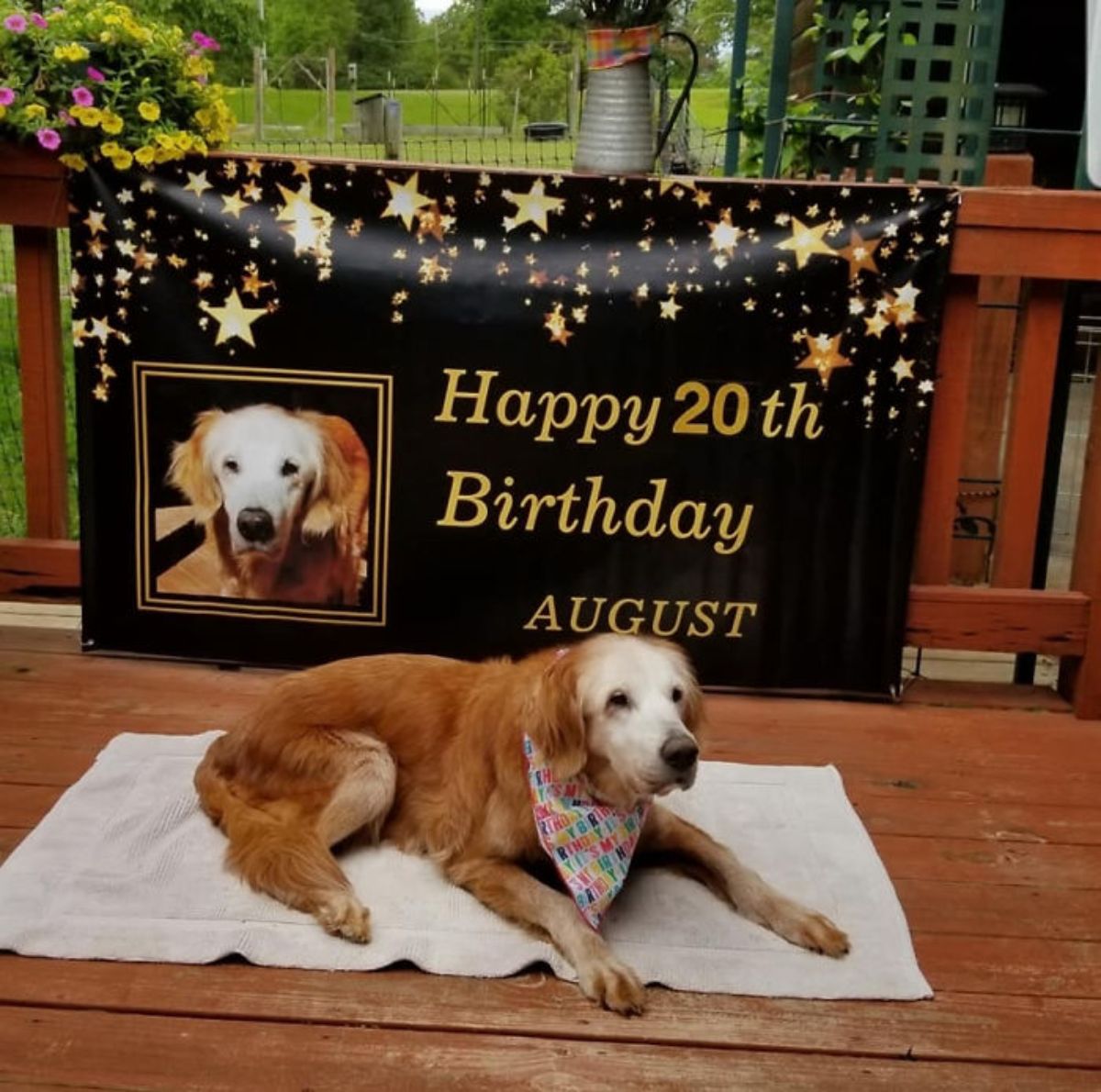 old golden retriever laying on white towel wearing a colourful bandana in front of a banner saying Happy 20th Birthday AUGUST