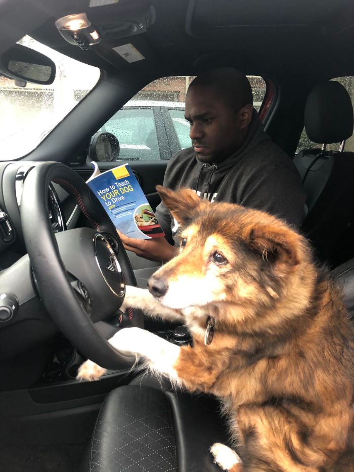 old fluffy brown dog sitting in a driver's seat of a vehicle with a man next to it reading a book called Hot to Teach YOUR DOG to Drive