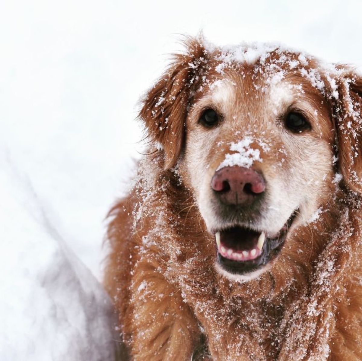 old golden retriever in snow with snow on its face and body
