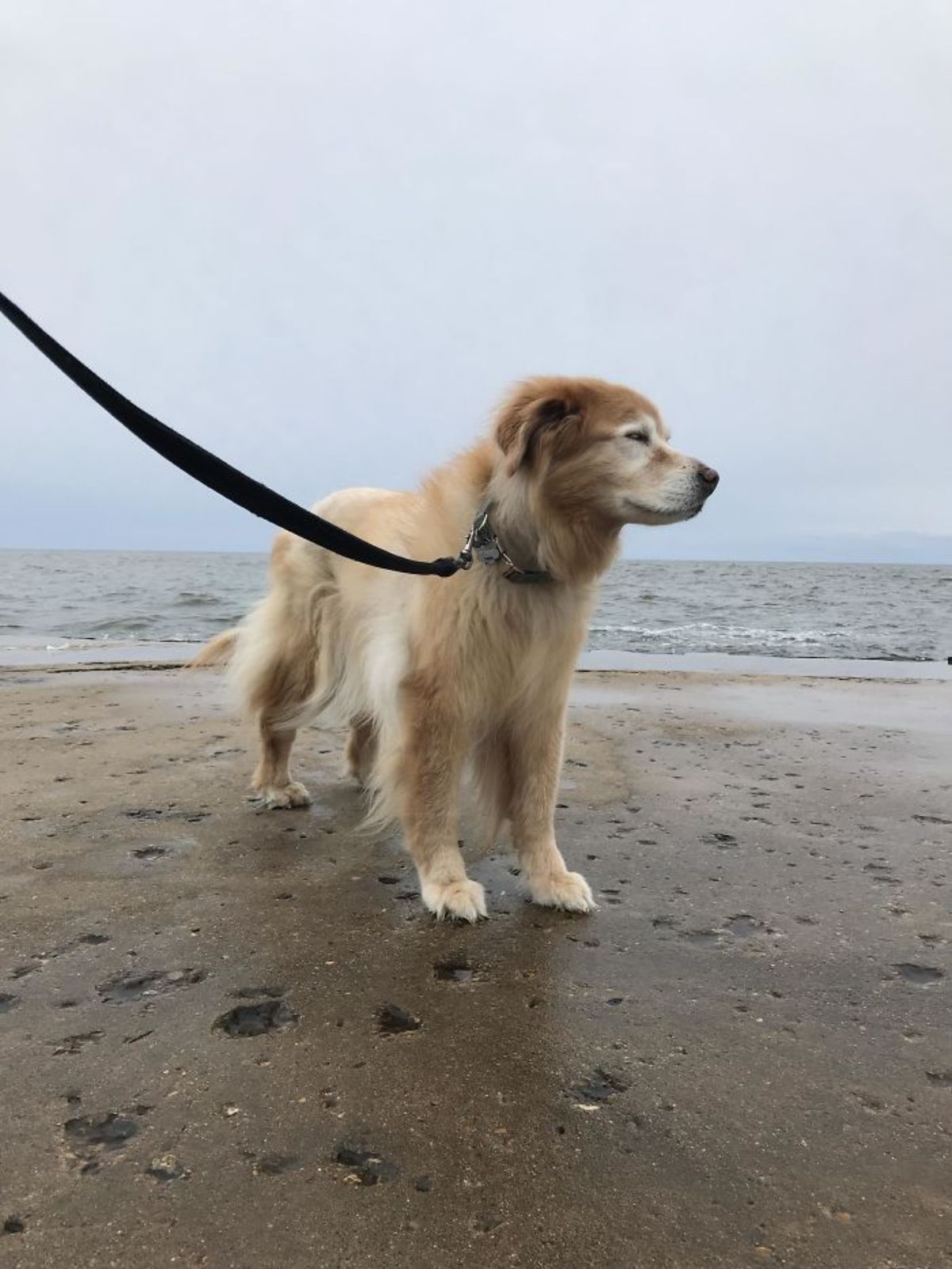 old golden retriever on a black leash standing on the beach