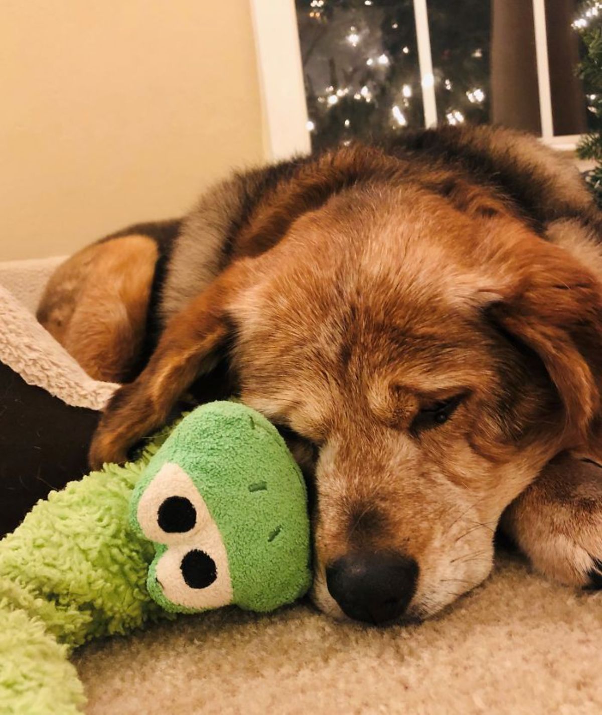 old fluffy brown dog laying on the floor with a green frog stuffed toys next to its face