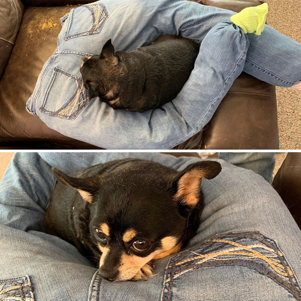 2 photos of an old black and brown chihuahua sleeping on a stuffed pair of blue jeans on a brown sofa