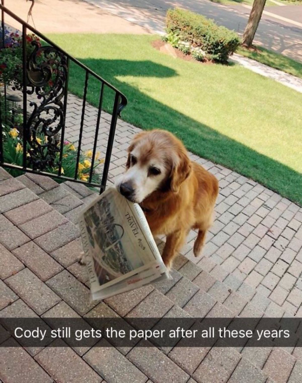 old golden retriever holding a newspaper climbing stairs with a caption saying Cody still gets the paper after all these years