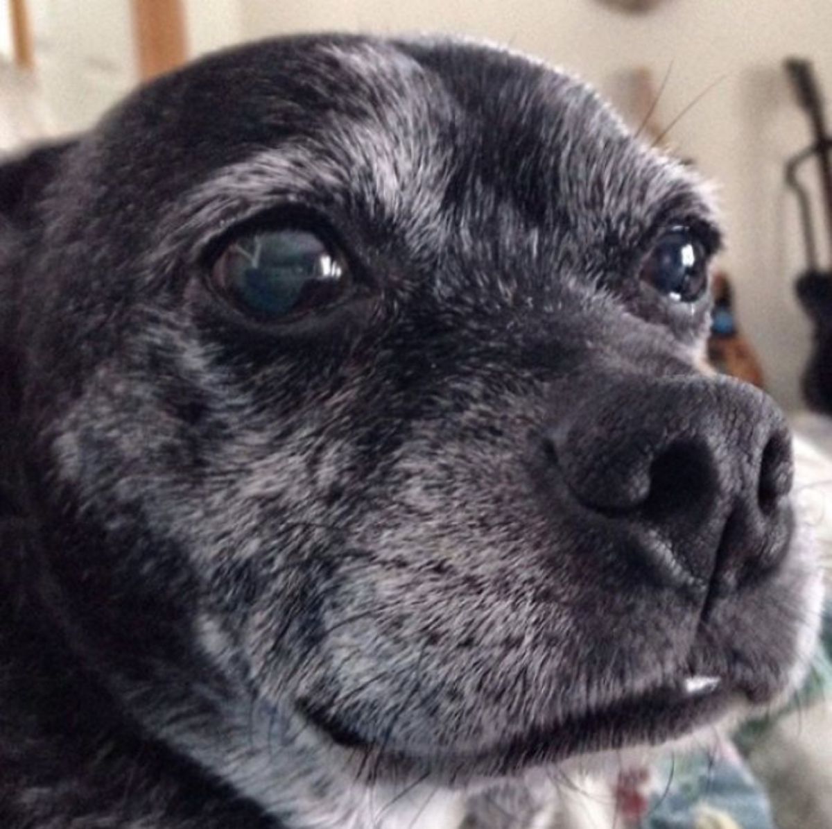 close up of old black dog's face