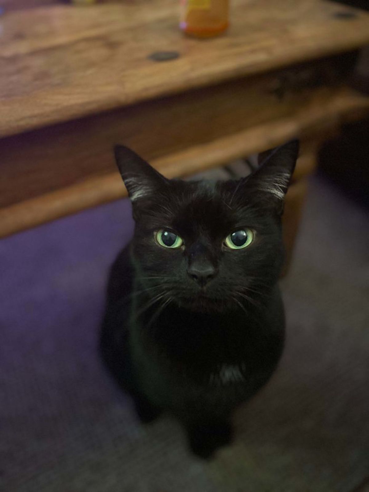 black cat sitting on purple floor