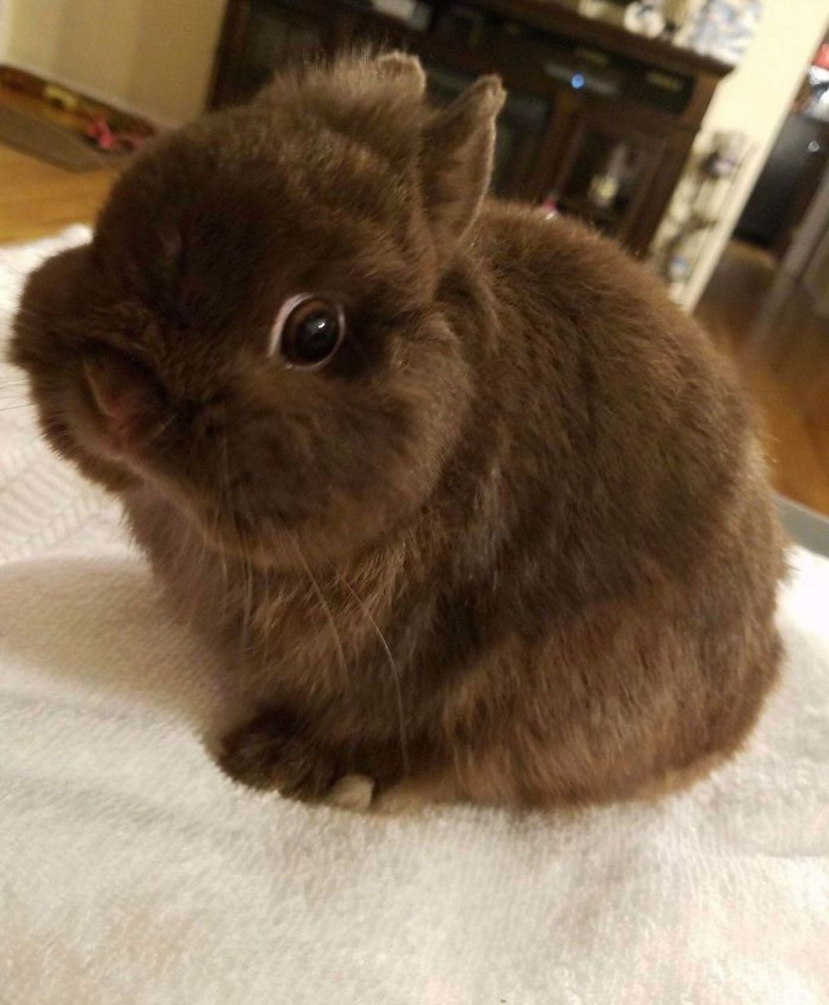 brown rabbit sitting on a white towel