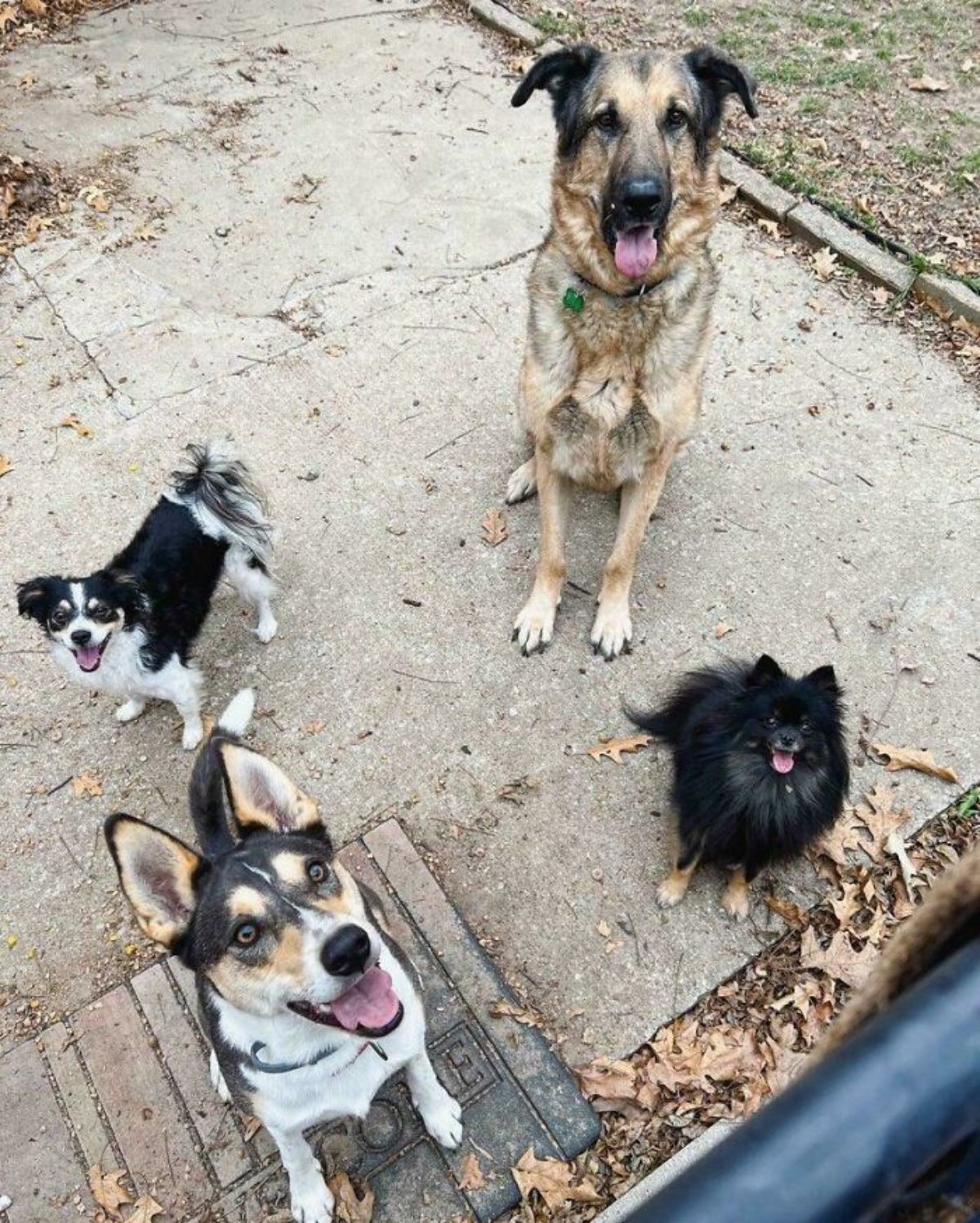 1 small black and white dog, 1 large brown and black dog, 1 medium sized black white and brown dog and 1 small black and brown dog looking up