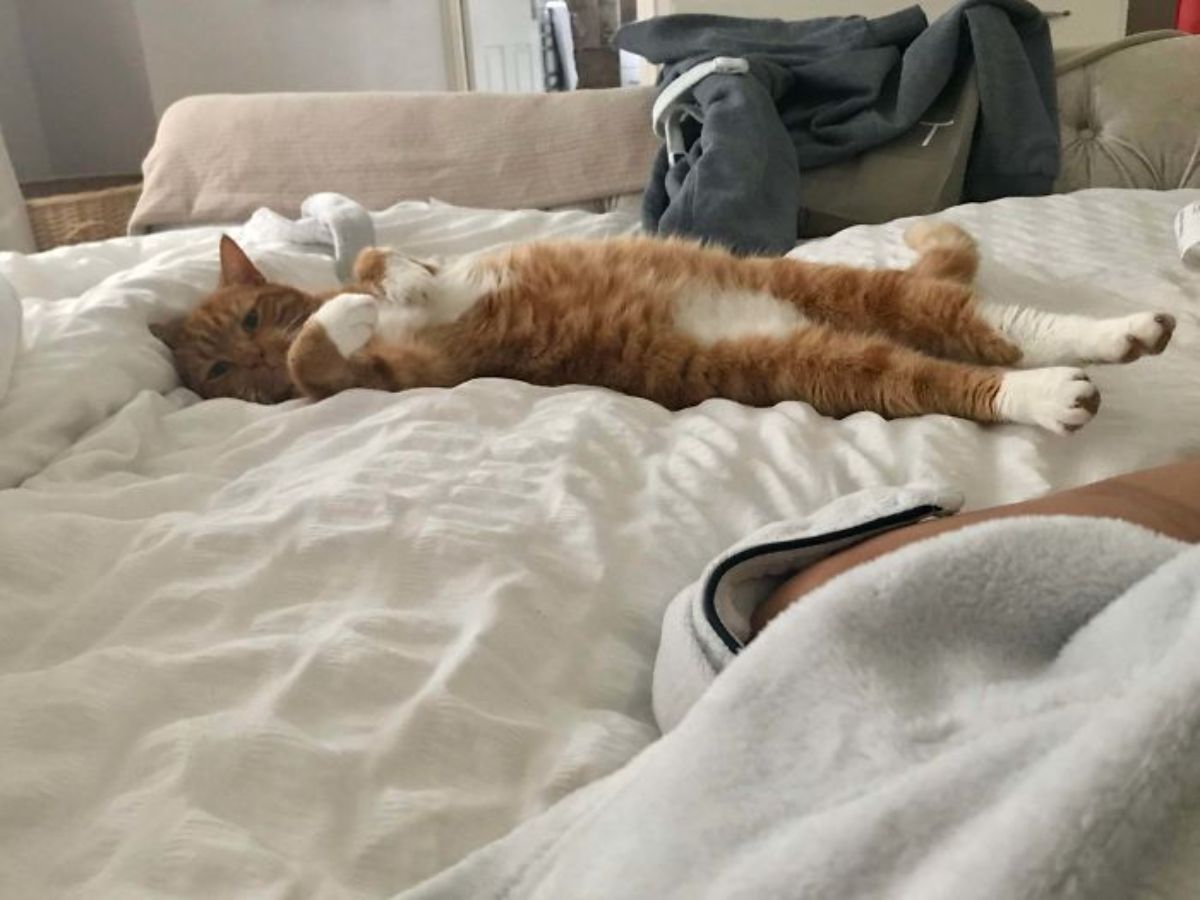 orange and white cat laying belly up on a white bed