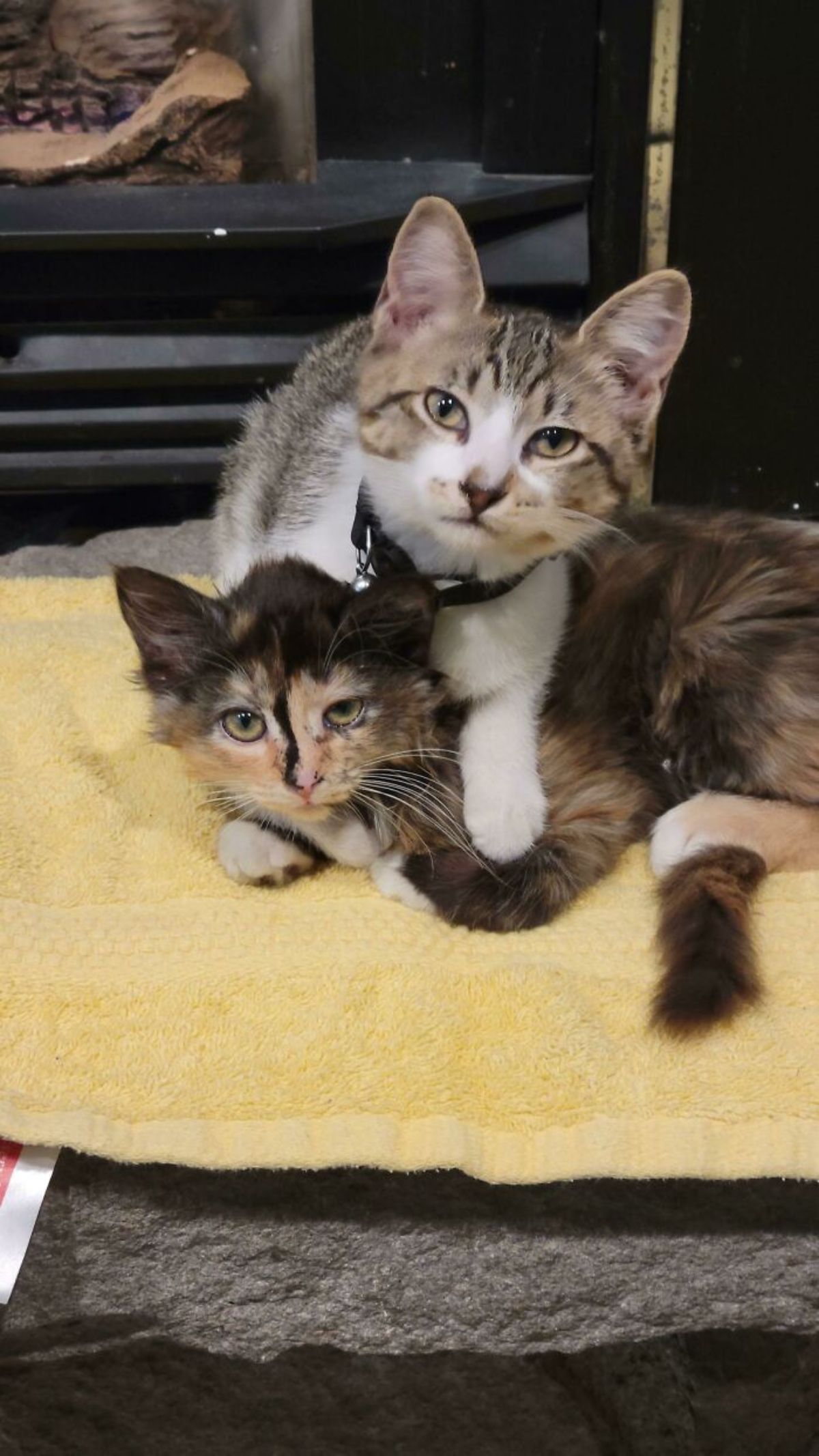 1 brown black and white kitten on top of a black brown and white kitten on a yellow towel