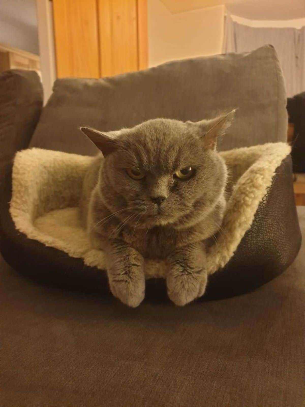 grey cat looking angry laying in a white and black cat bed