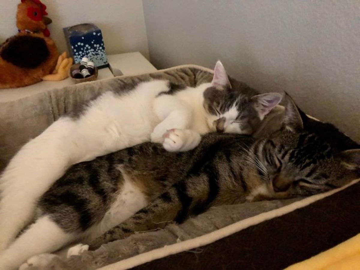 white and grey cat and grey and white tabby cuddling together on a brown cat bed