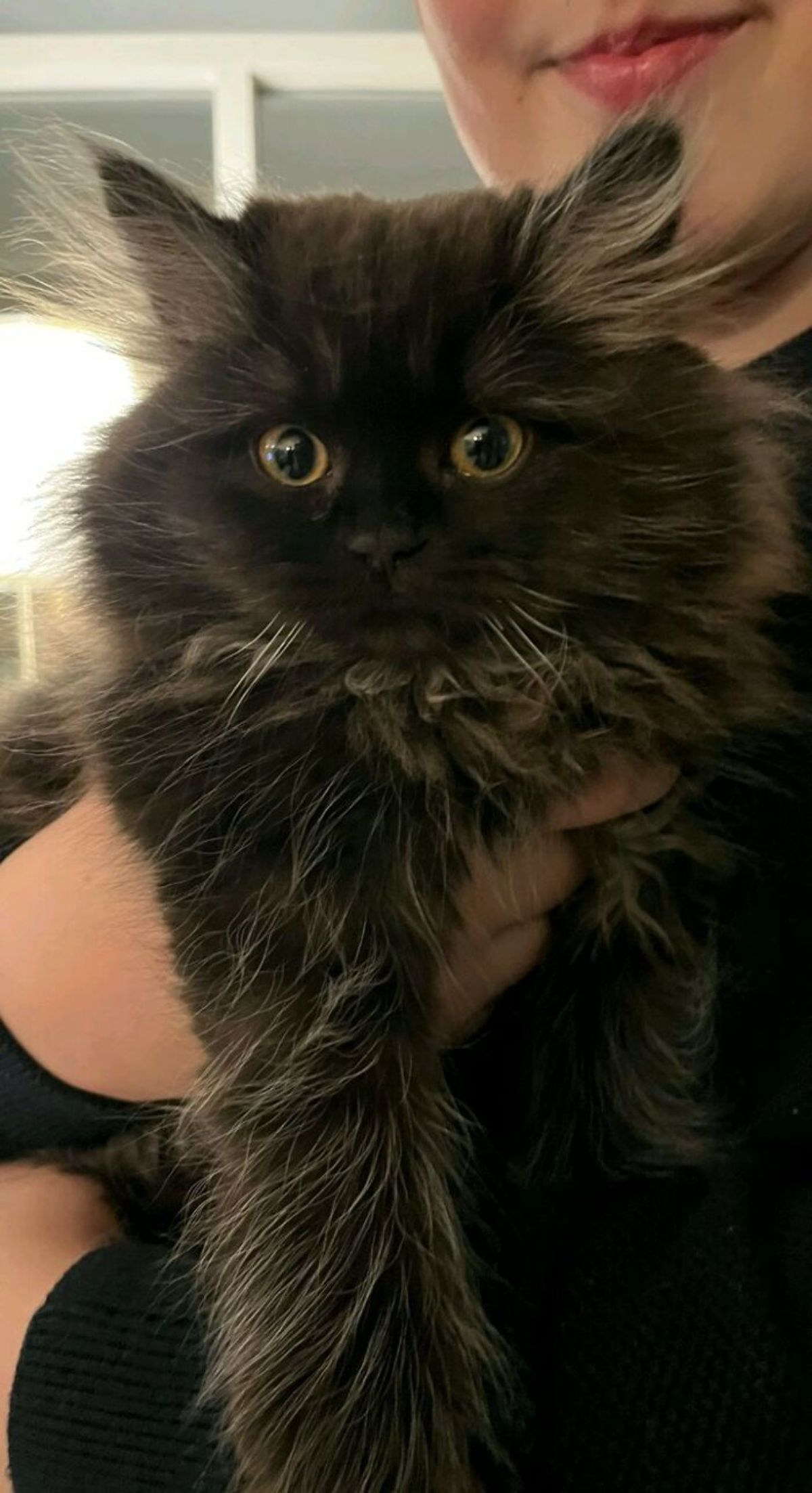 fluffy black cat being held by someone