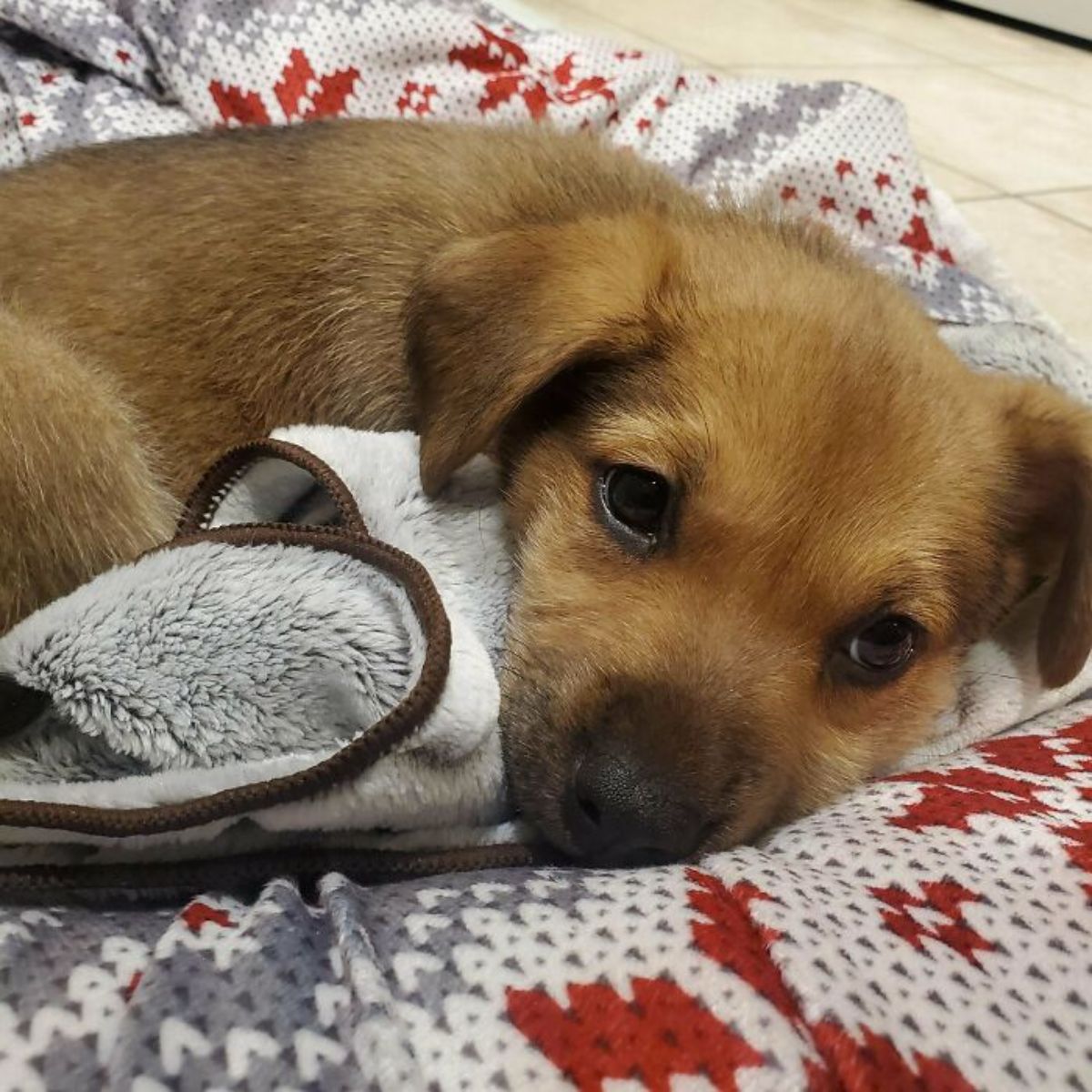 brown puppy on a white grey and red blanket cuddling a grey and brown blanket