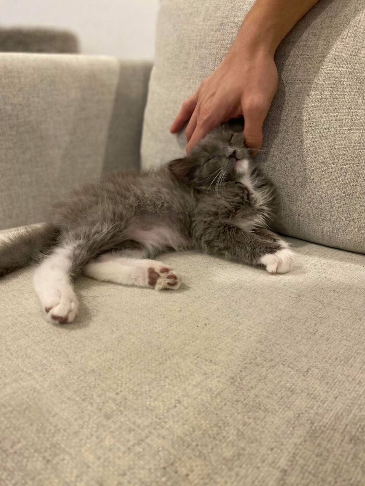 grey and white kitten laying on a brown sofa with the head against the back of the sofa and someone is petting the kitten's head