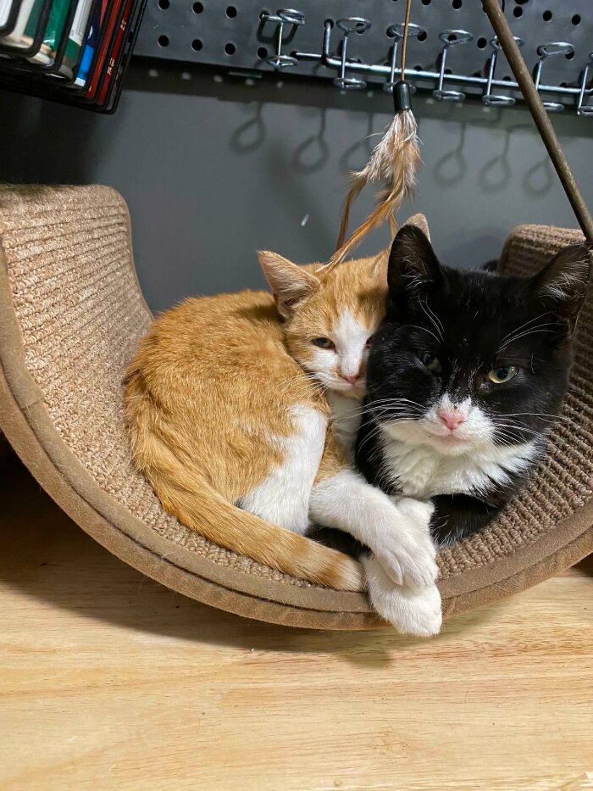 orange and white kitten and black and whtie kitten cuddling together on a wicker cat hammock
