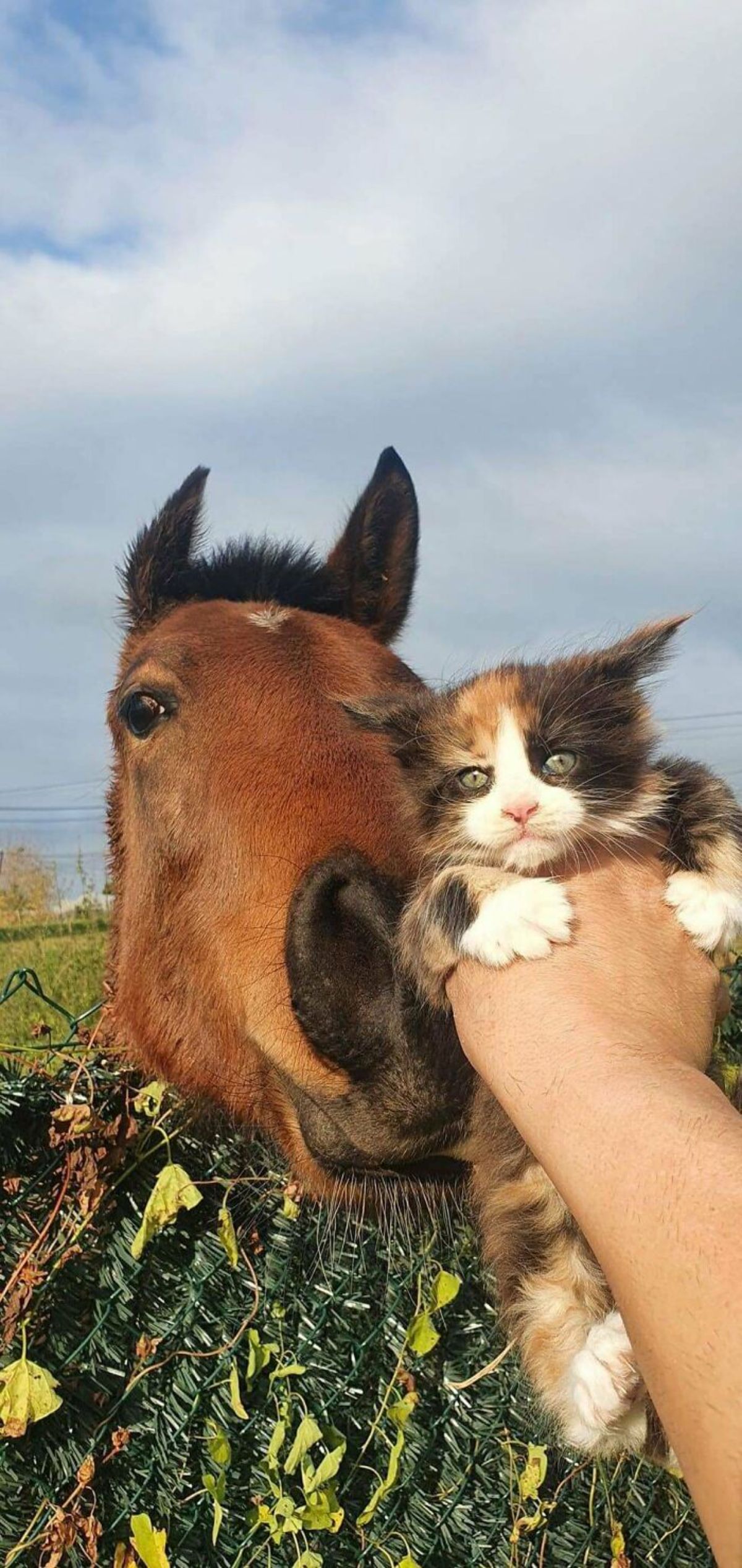 someone holding up a fluffy black white and orange kitten up to a brown horse