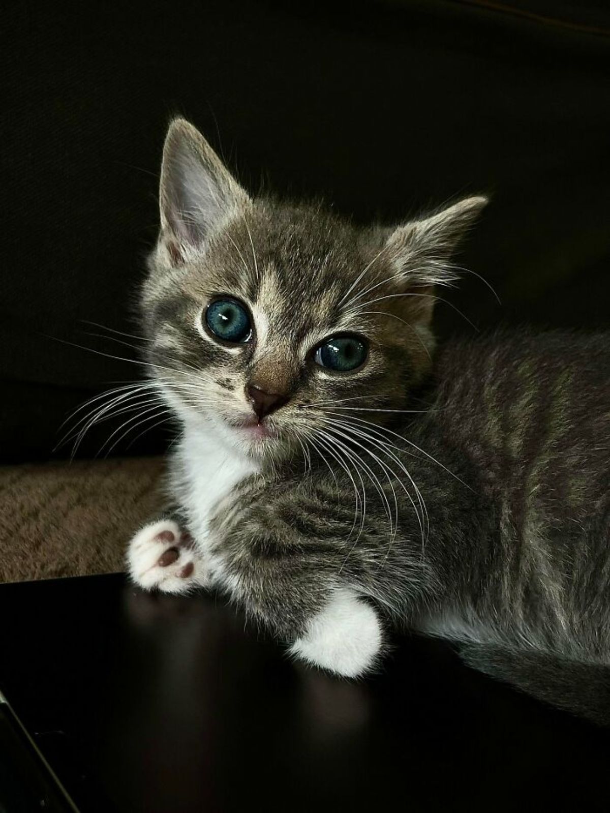 grey and white tabby kitten laying on a black table