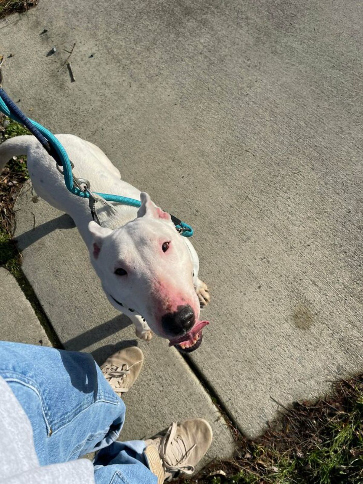 white bull terrier on a blue leash standing next to someone's leg