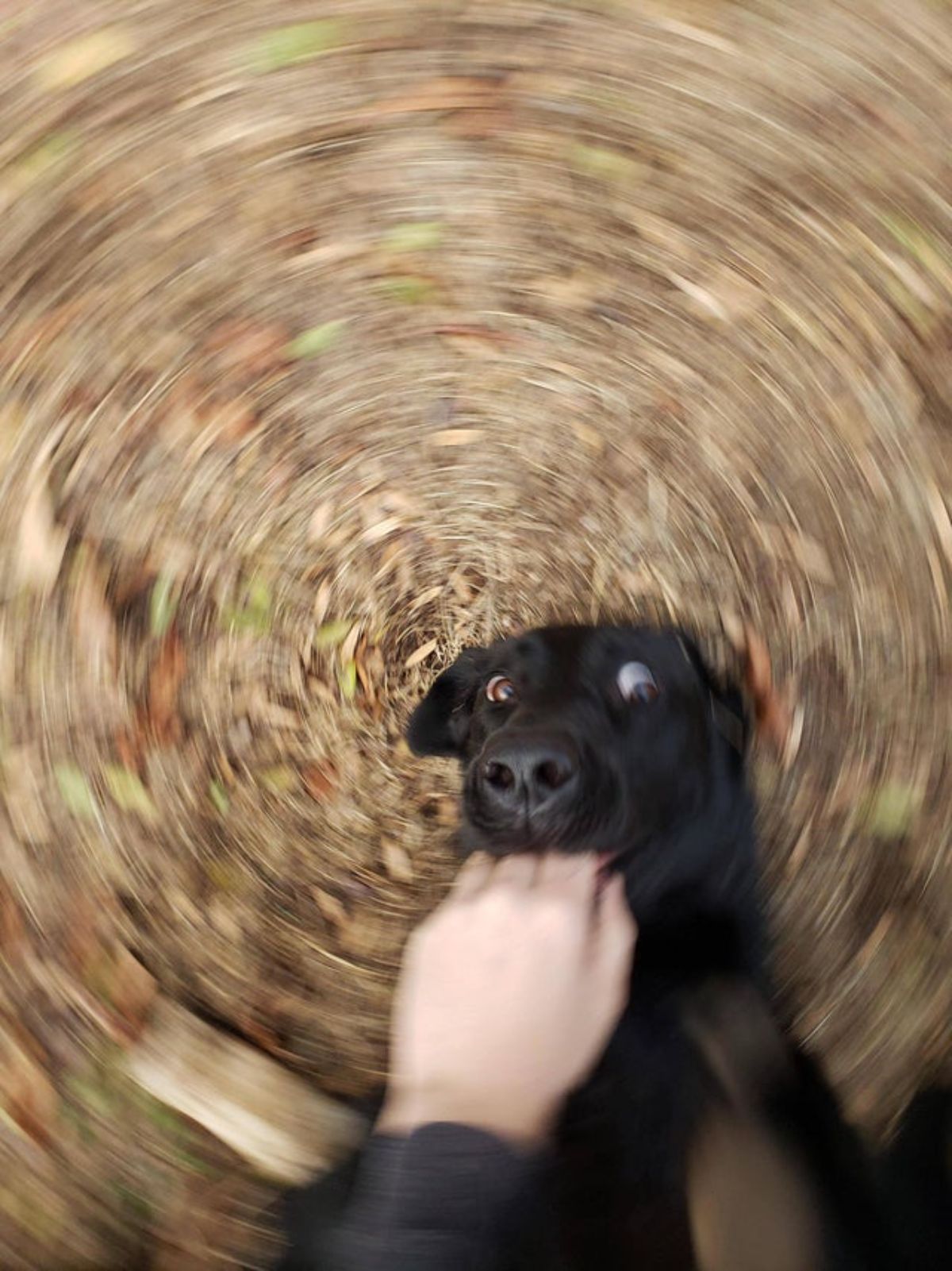 black dog biting a hand with a circular brown blur behind the dog