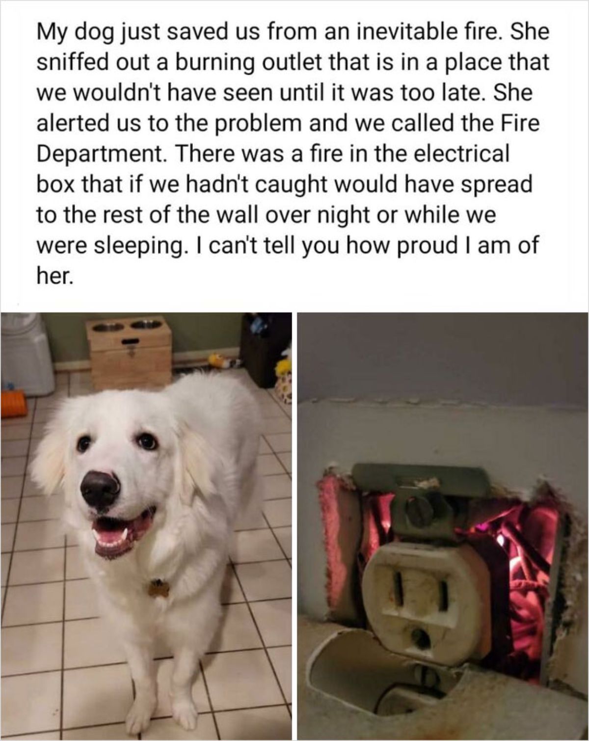 1 photo of fluffy white dog and 1 photo of fault outlet with caption saying the dog saved them from a fire