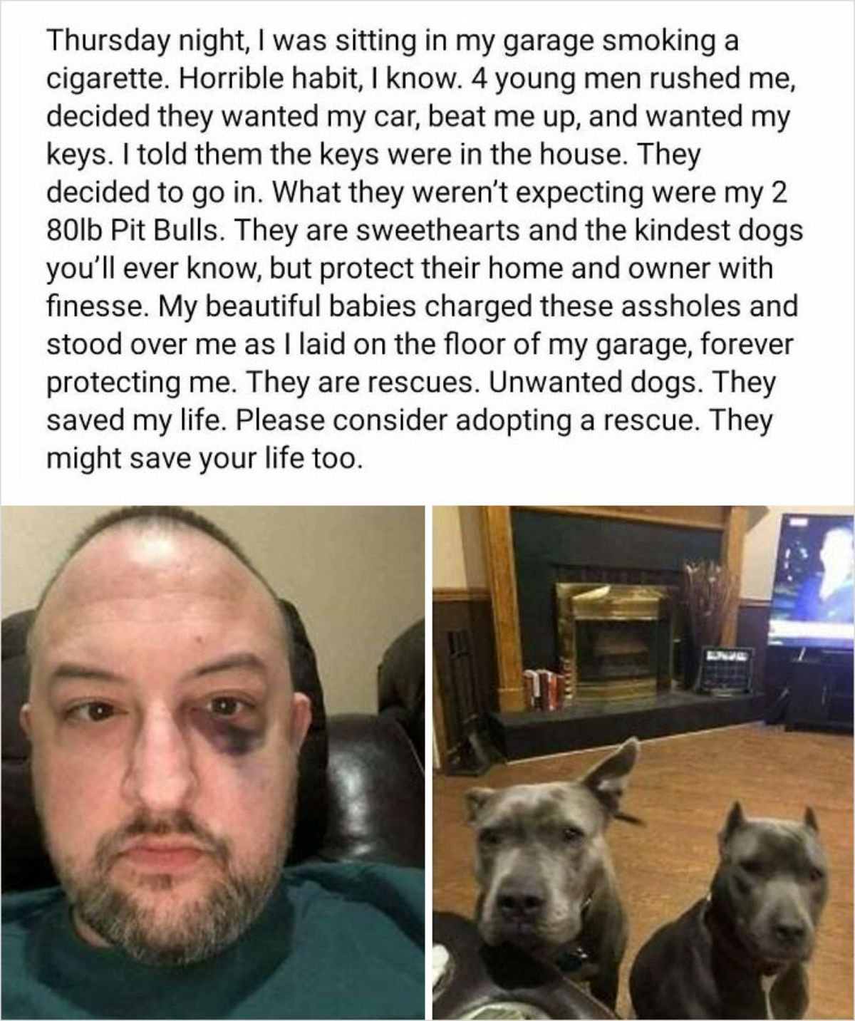 1 photo of man with black eye and 1 photo of 2 grey pitbulls with the caption saying they protected the man from thieves who beat him up