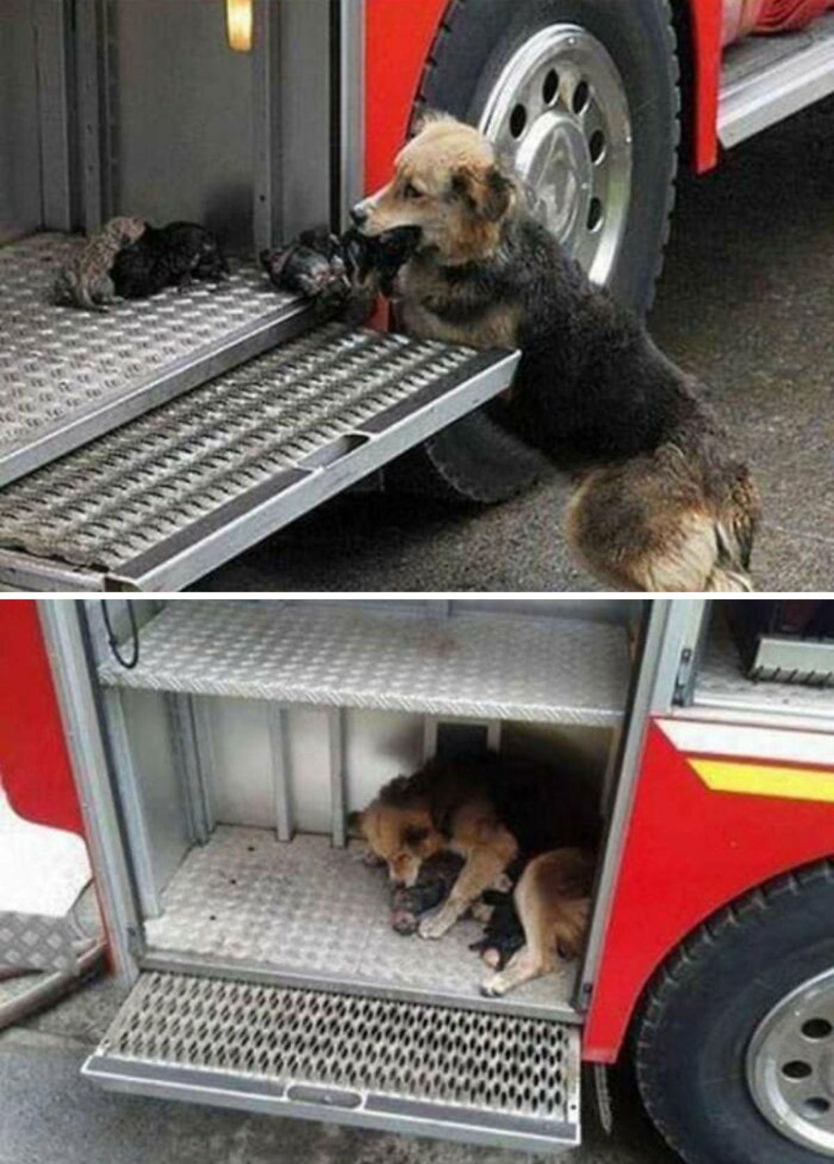 2 photos of a black and brown dog bringing in puppies into a fire truck and laying down next to them