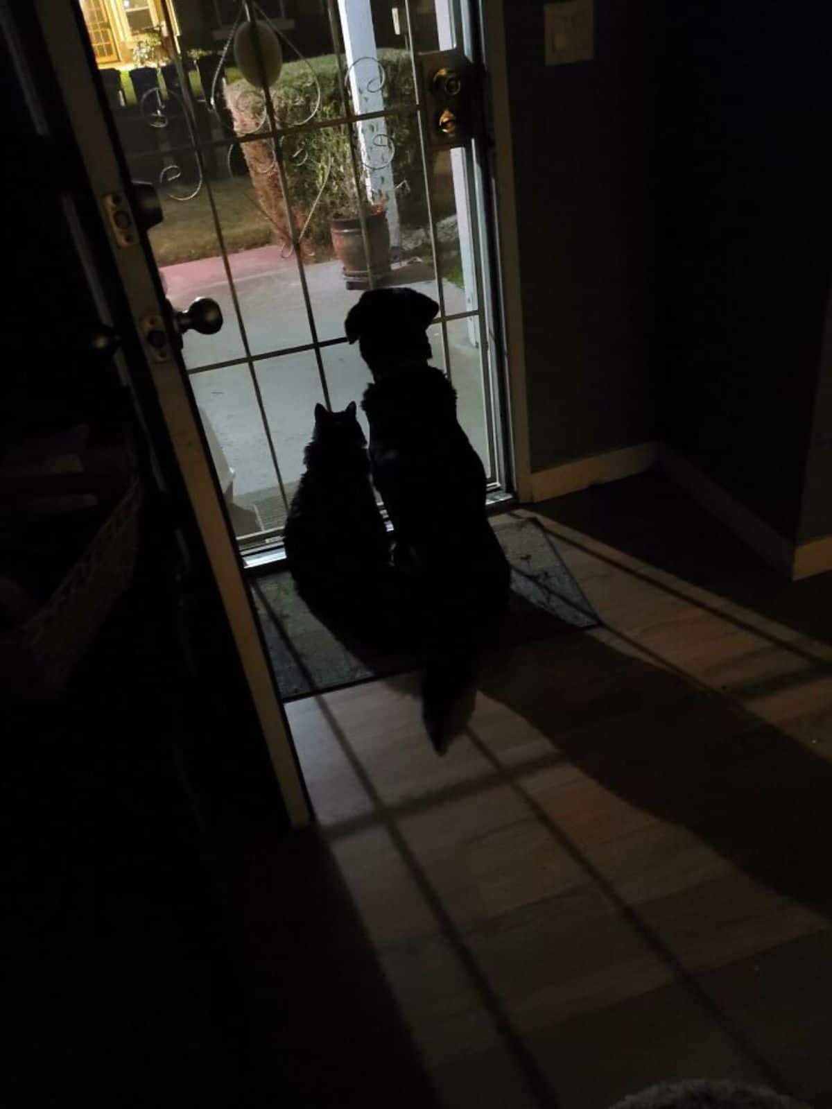 cat and dog sitting at a door in the dark