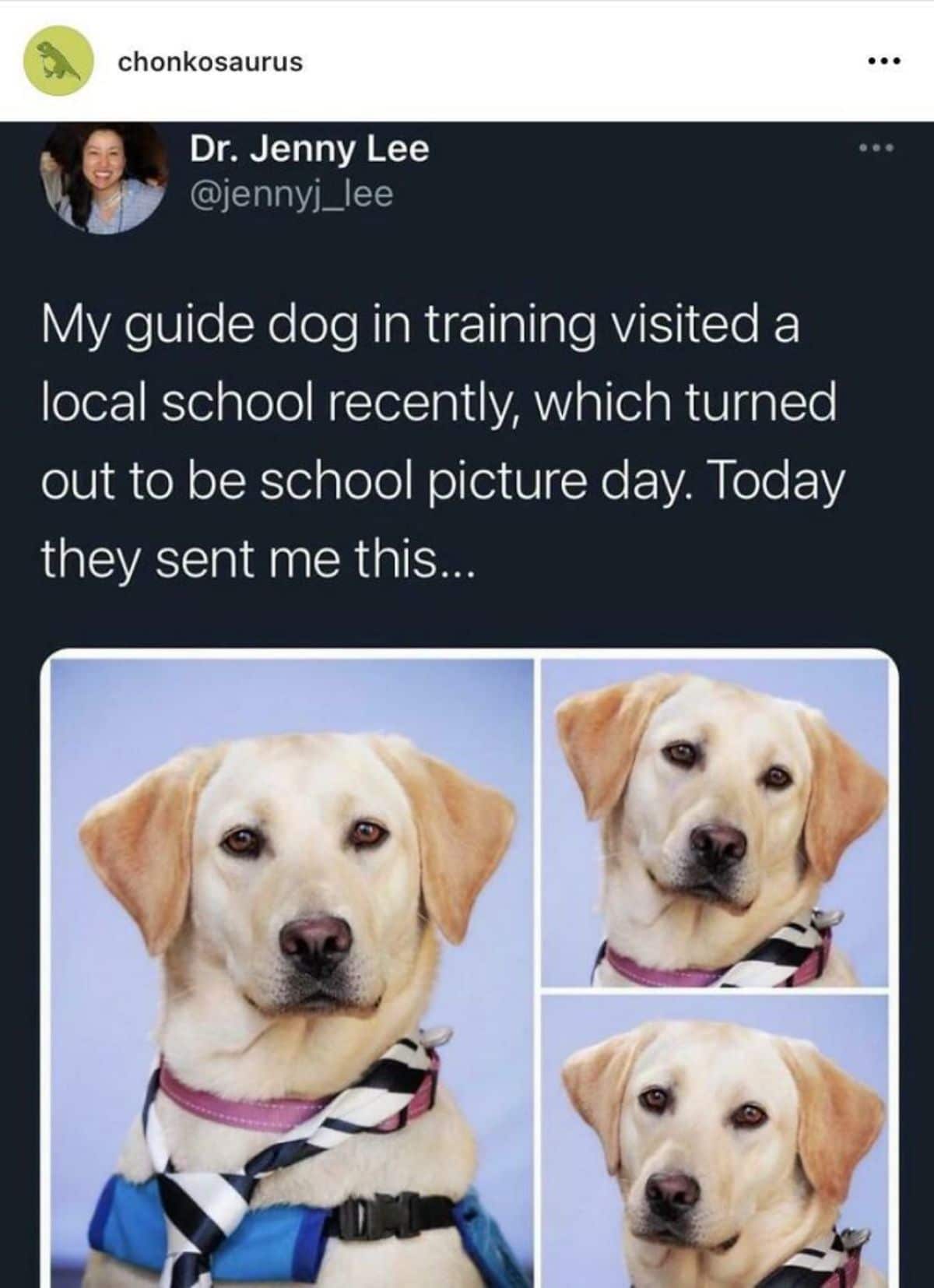 tweet of 3 photos of a yellow labrador in black and white tie and blue harness with caption saying they visited a local school on picture day