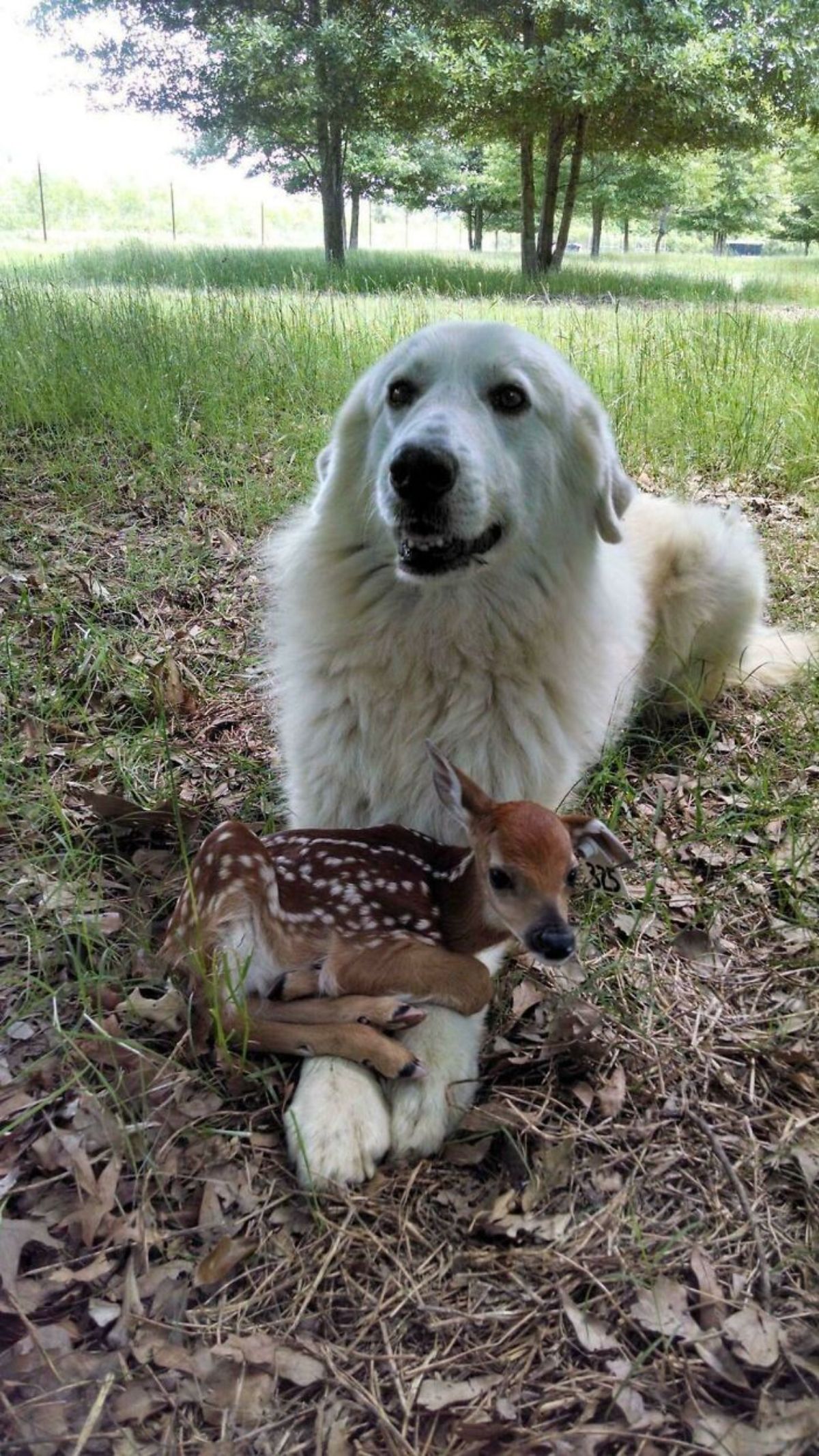 fluffy white dog laying on grass with baby brown deer on laying across the dog's front legs