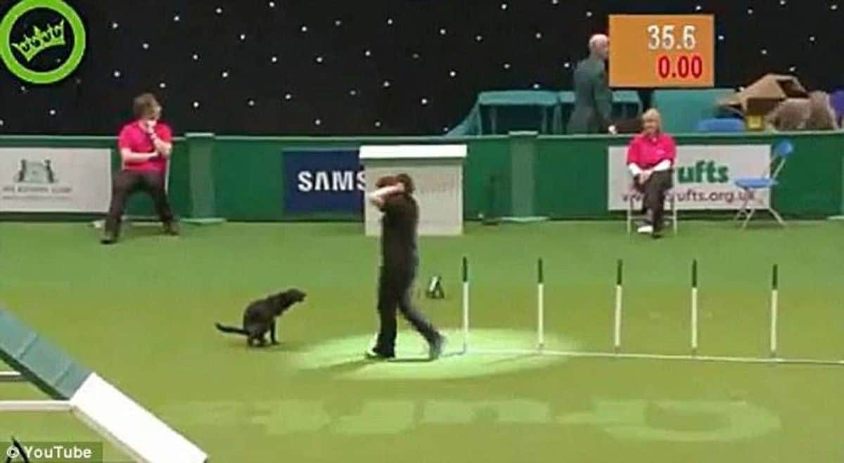 black dog pooping in the middle of an agility course