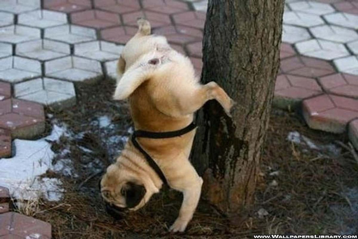 brown pug standing on hind legs and urinating on a tree