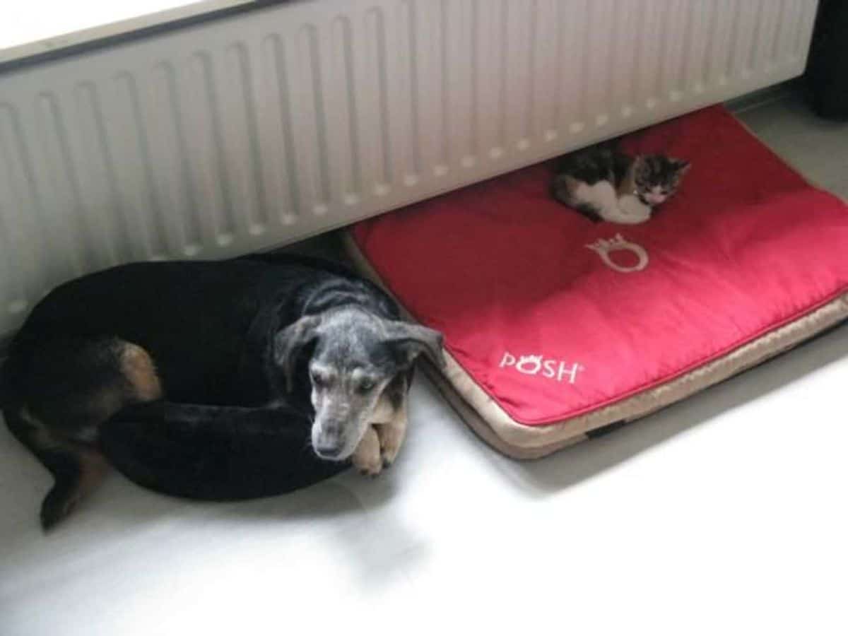 old black and brown dog sleeping on a tiny black cat bed next to a large red dog bed with a white black and orange cat on it