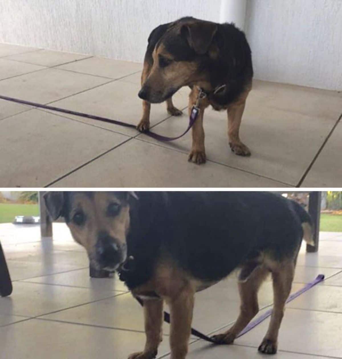 2 photos of a black and brown dog with one foot on its purple leash