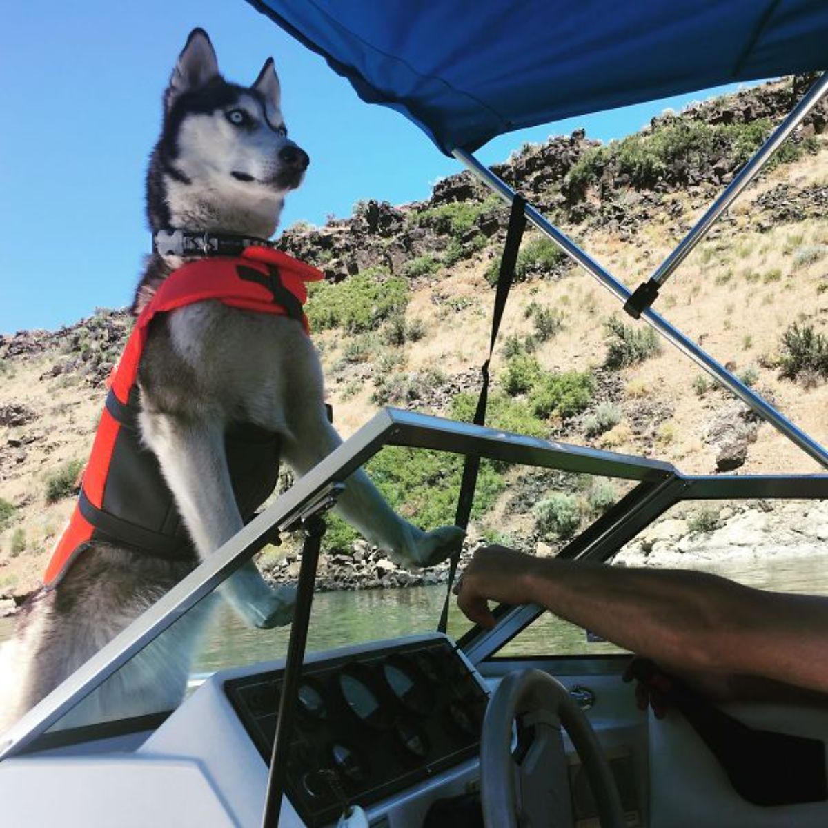 black and white husky wearing orange vest standing on a boat with front legs on a glass blocking the captain's view