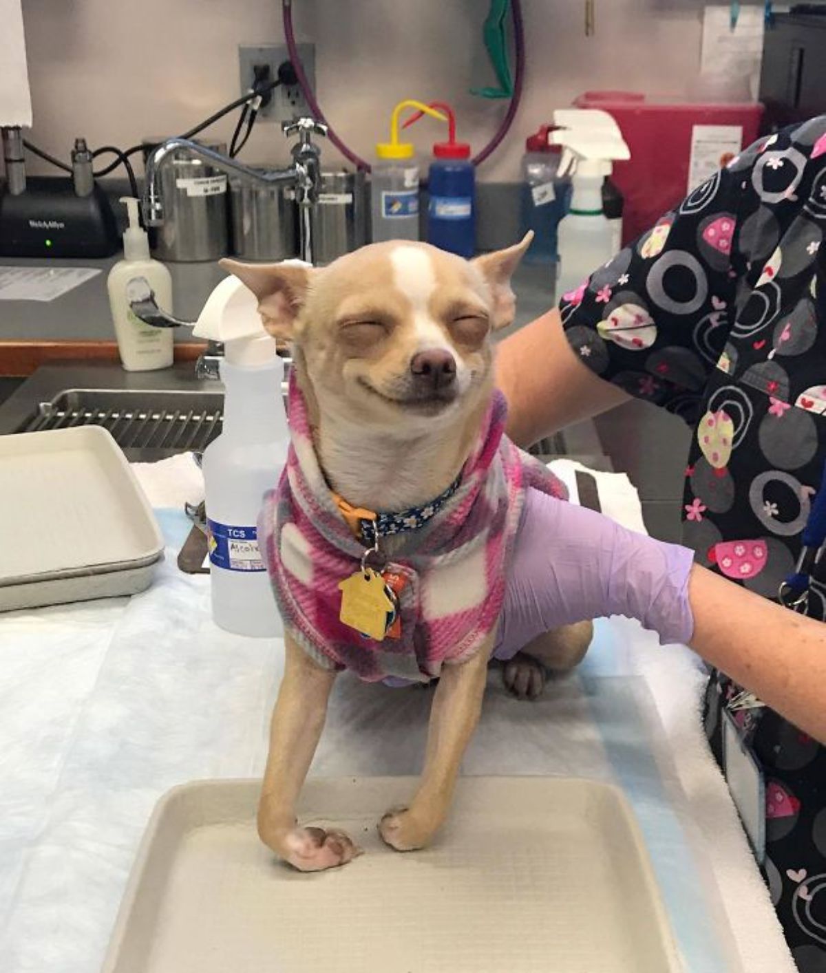 brown and white chihuahua wearing pink and white plaid shirt held by someone on a vet table with dog smiling with eyes closed