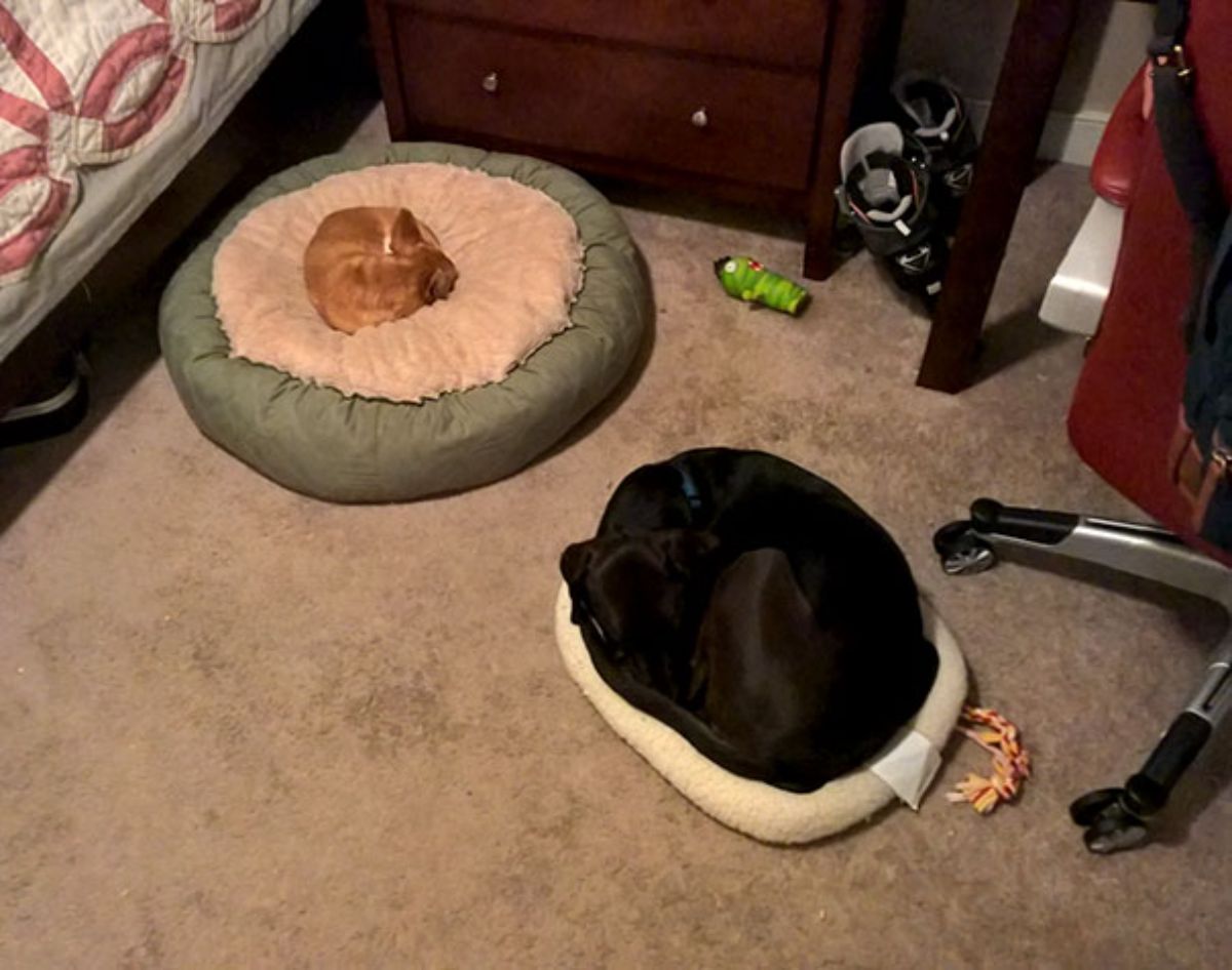 black dog sleeping on a small white dog bed and small brown dog sleeping in a larger brown and green dog bed by a large human bed