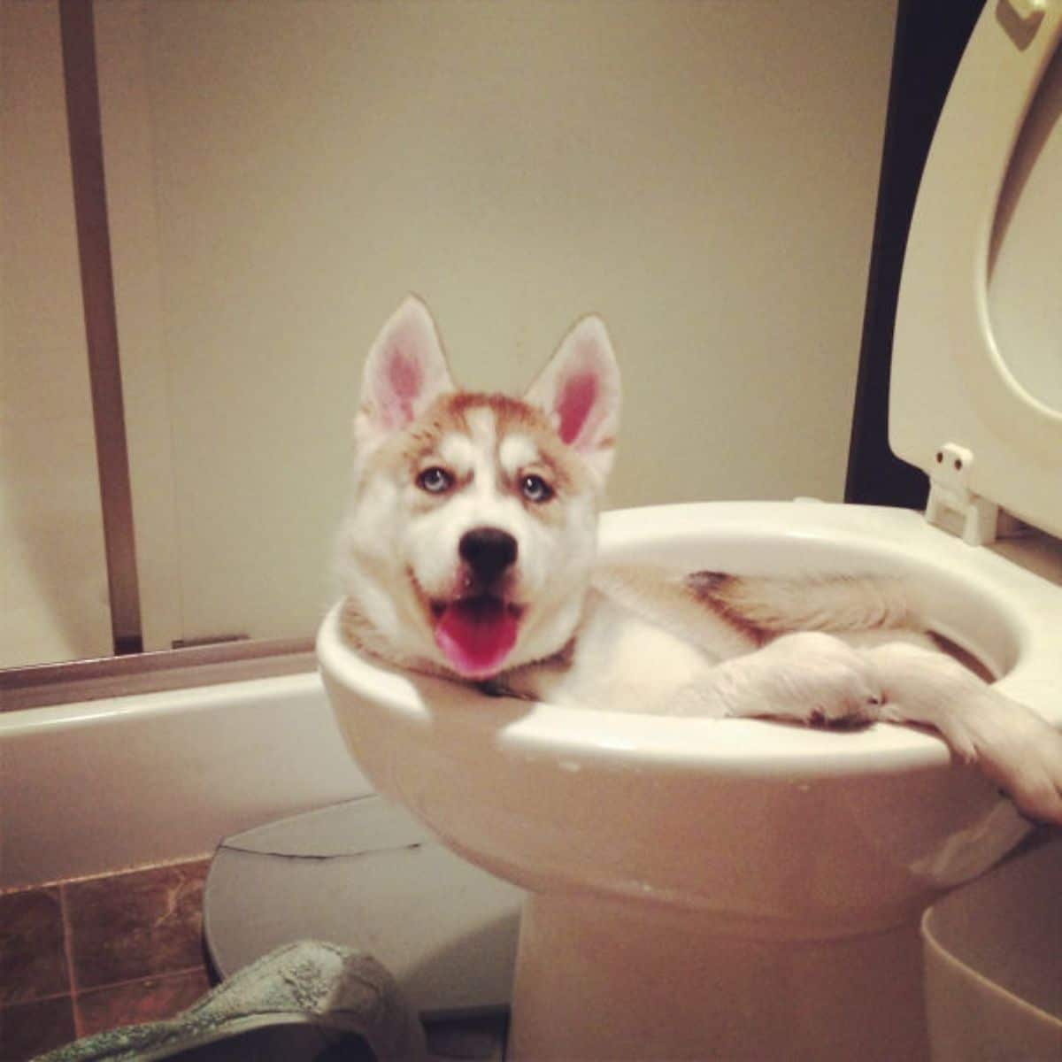 brown and white husky puppy laying in a white toilet bowl