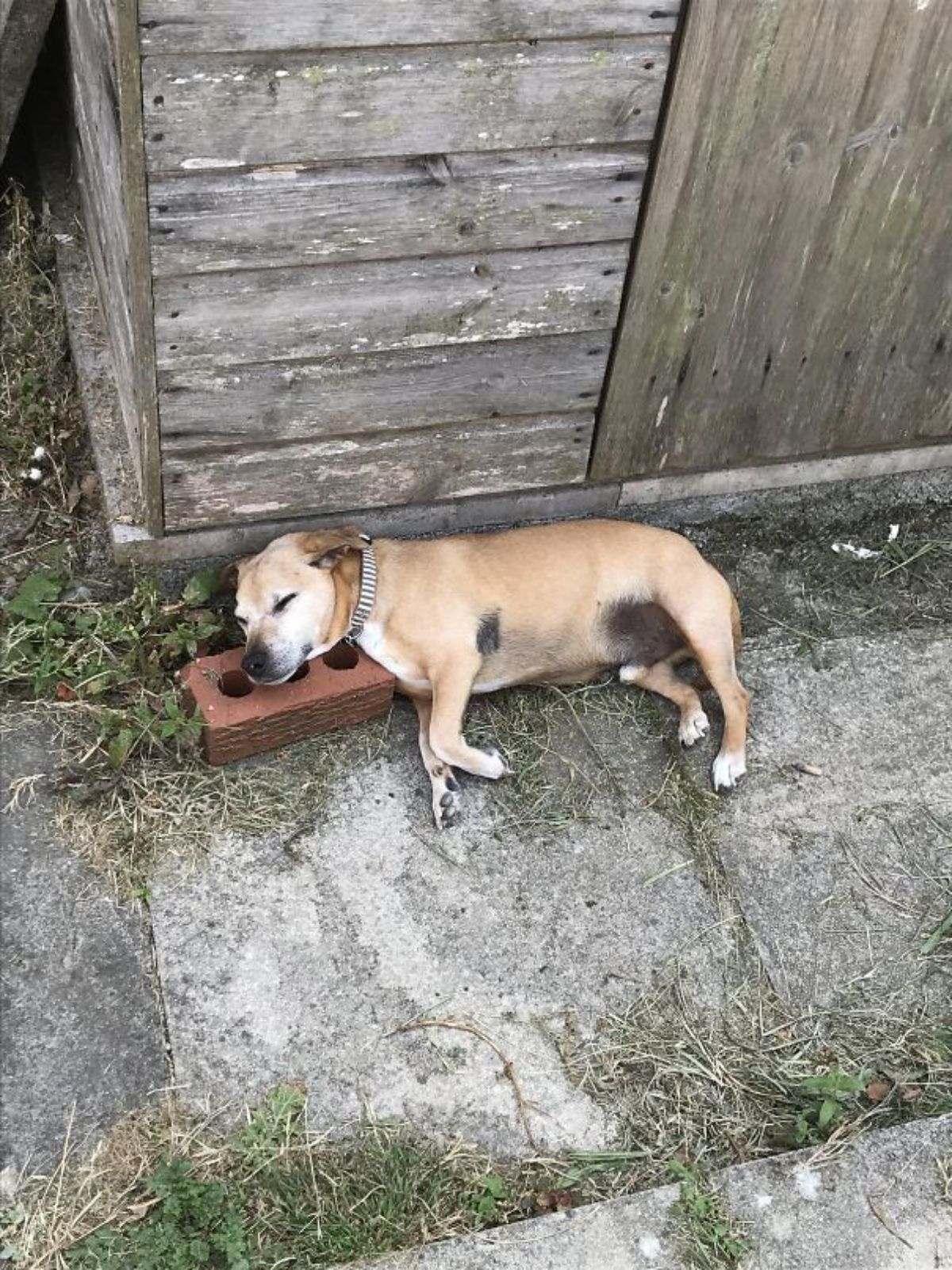 brown black and white dog sleeping outside a wooden shed sleeping sideways with the head on a red brick