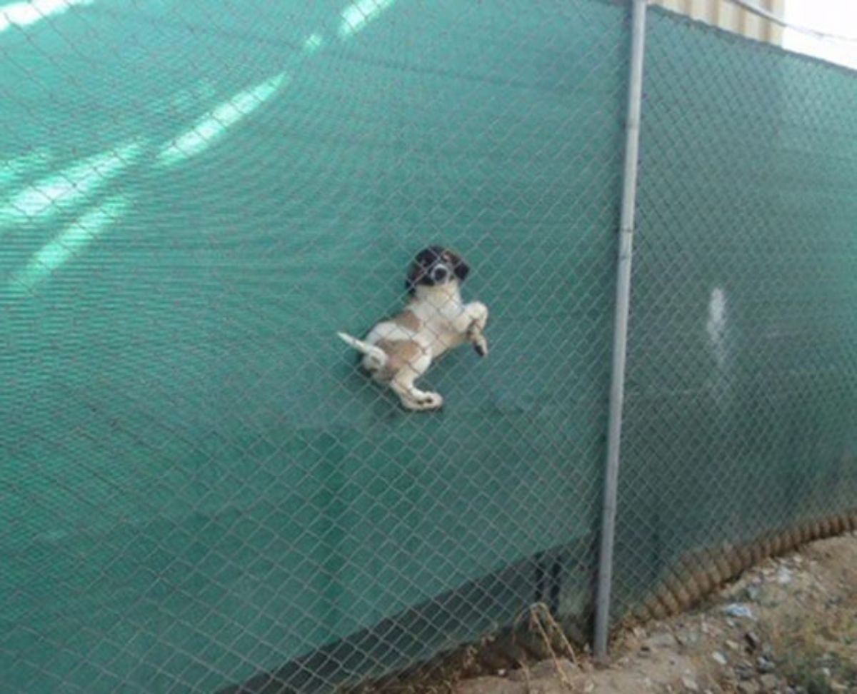brown white and black dog stuck between a fence and a green wall