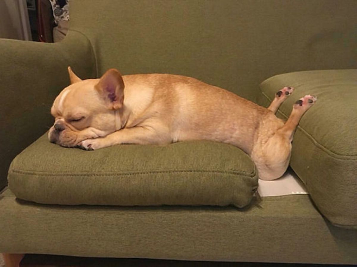 brown dog laying on a green sofa with the back legs bent upwards and placed on the cushion behind