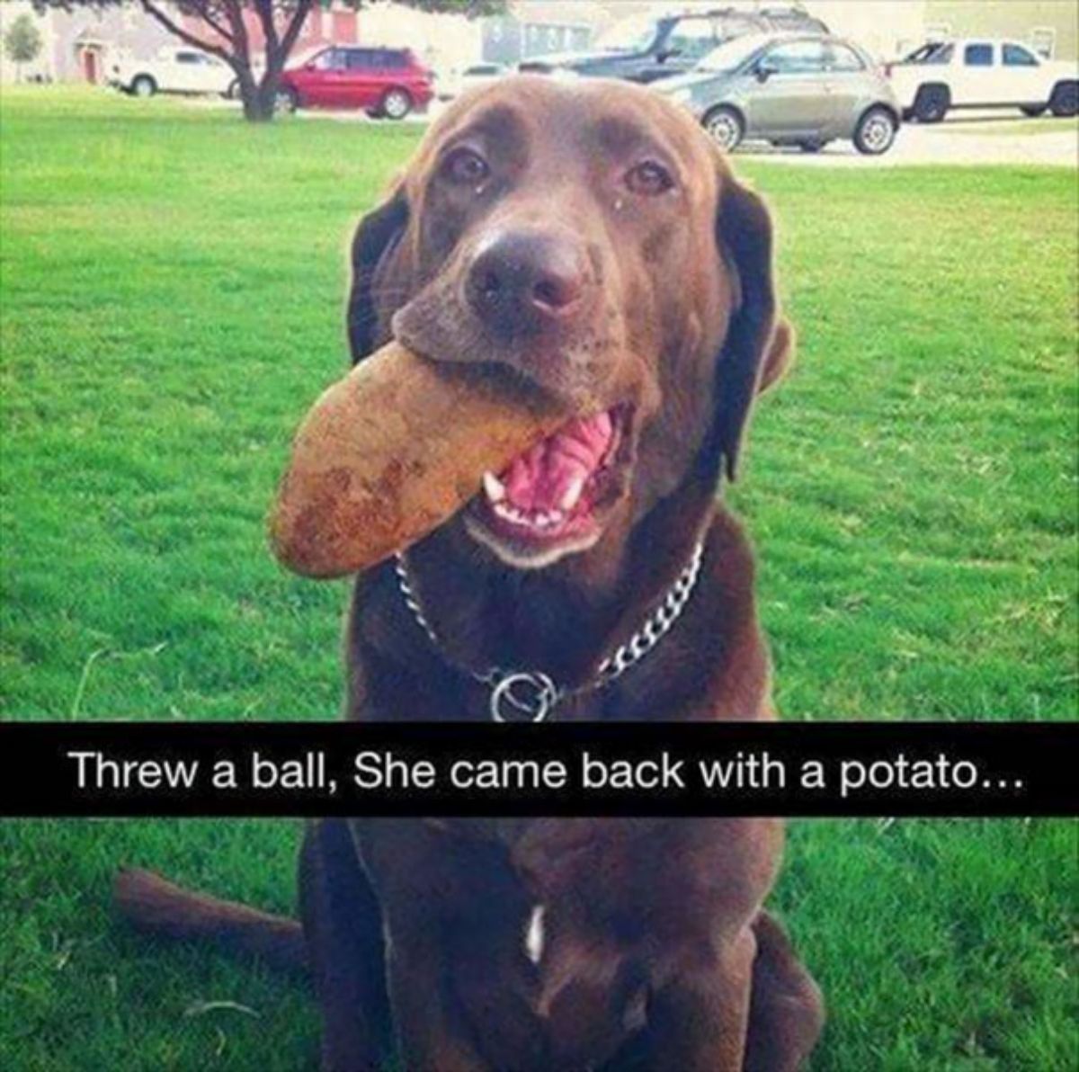 chocolate labrador retriever sitting on grass holding a potato in its mouth with the caption Threw a ball, She came back with a potato...